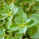 Para que serve o chá de boldo