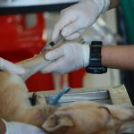 Veterinário em Jundiaí