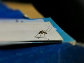 Teste de dengue em Jundiaí