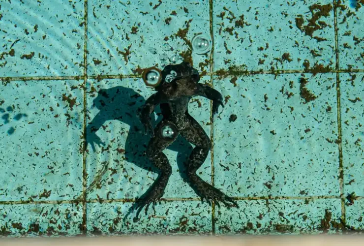 Um sapo nadando na superfície de uma piscina antiga coberta de algas.